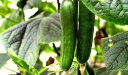 热门大瓜每日大赛 网红大瓜排行,网红排行揭秘，谁是今日瓜王？